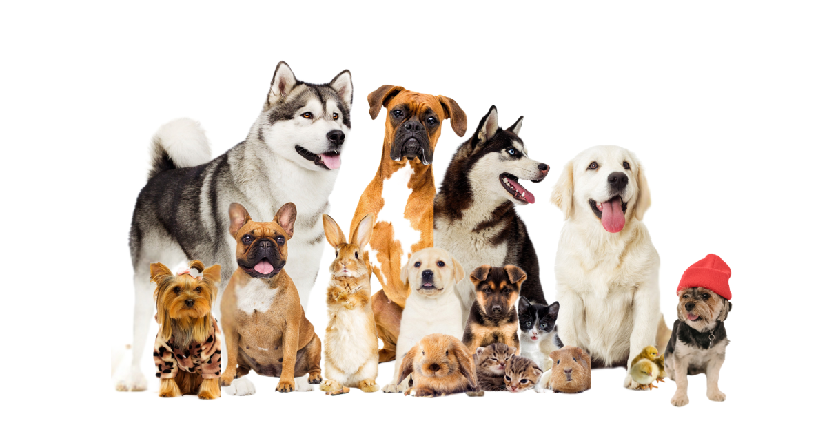 Choosing the right puppy for ESA (3)