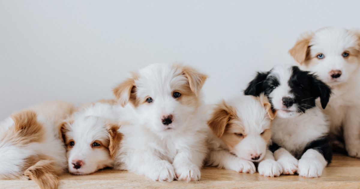 Choosing the right puppy for ESA