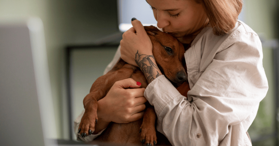 Deep Pressure Therapy Support Animal