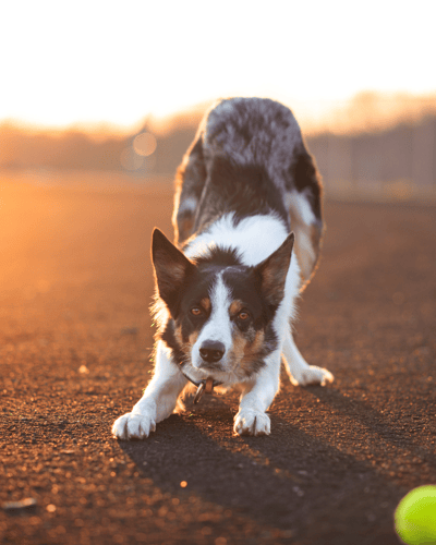 advance dog training