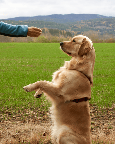 Puppies (2)-1