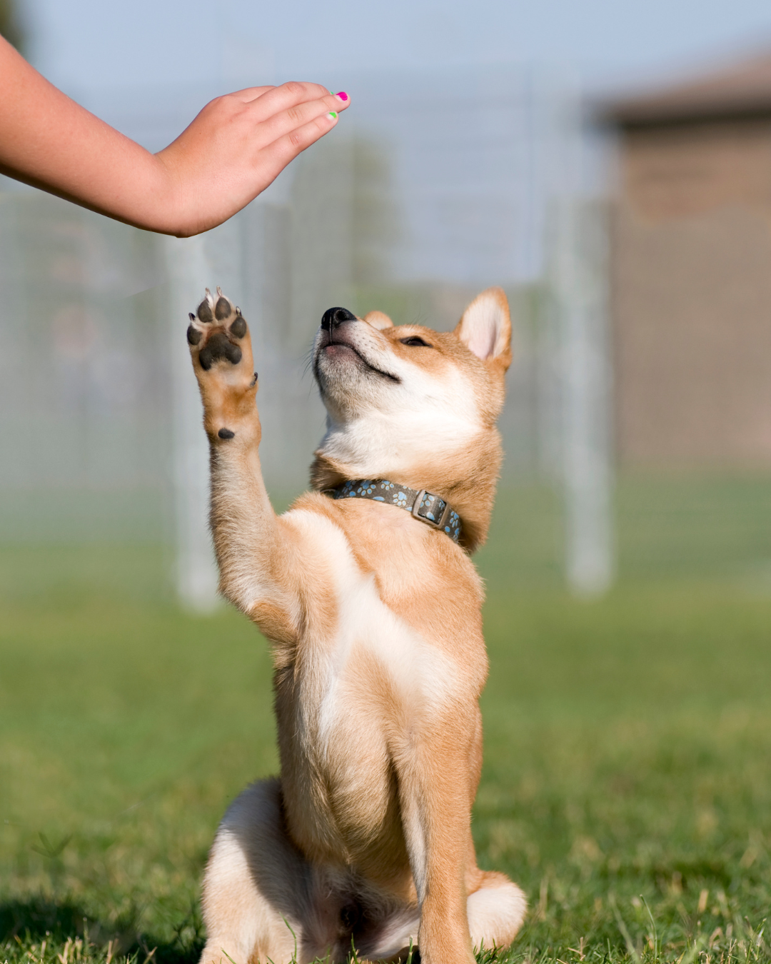 Puppies (4)-1