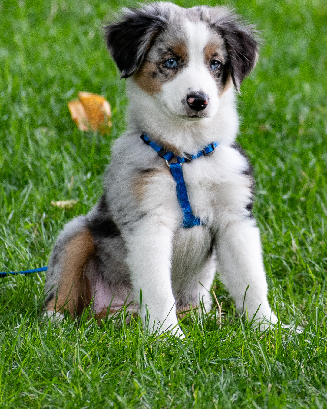 Animal training image
