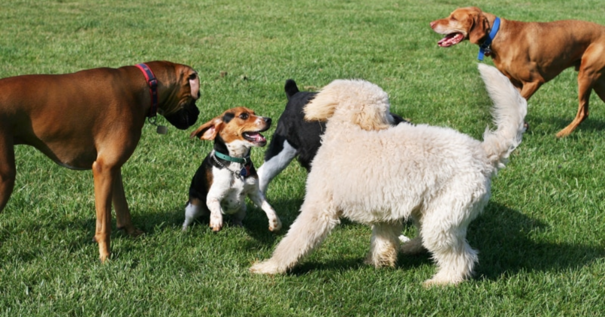 Socializing Dogs