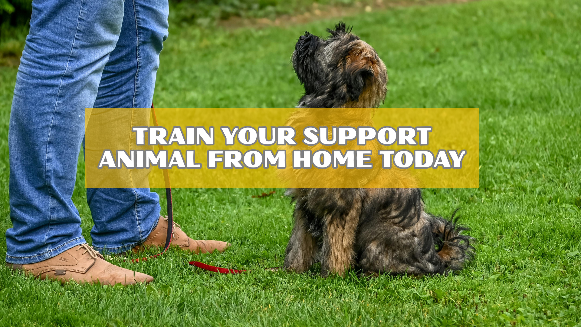 Support Animal Registration Database (3)